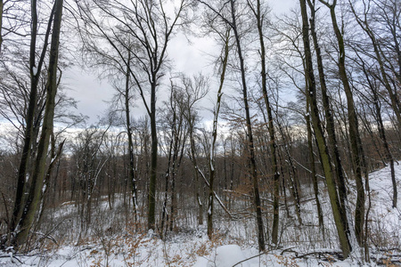 匈牙利Nagykovacsi附近的NagySzenasPilis山的冬季森林。
