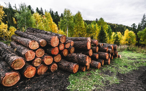  the heap of multiple crude timbers in a logging area in autumn 