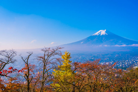 日本大林秋季枫叶树四周美丽的富士山景观，白云蓝天