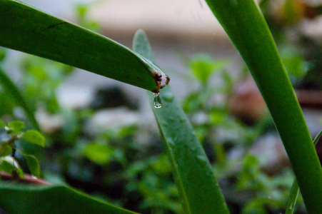 雨点落在树叶上