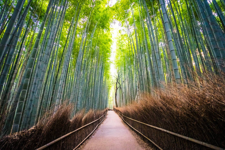 日本京都山森林竹林的美丽景观图片