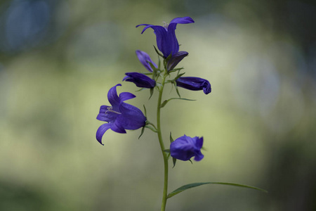 桃叶花桃花