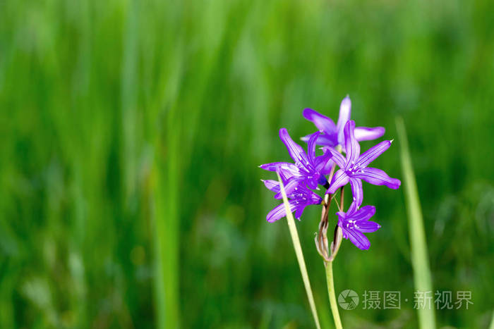 绿色的草质地。 春夏背景。 设计元素。 社交网络的背景。 自然的春天背景。