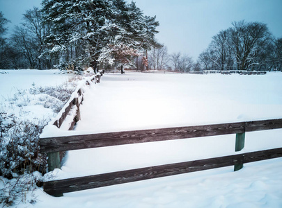 冬季景观。树木覆盖着雪