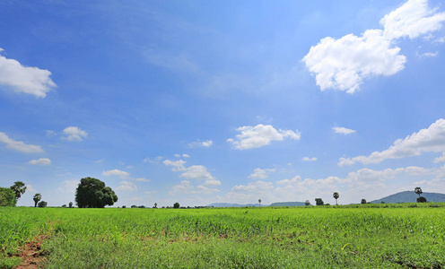 美丽的云在蓝天上的绿色田野和树木。 景观夏季场景背景。