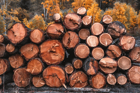  round tree cuts in a heap near a sawmill in a logging camp outd