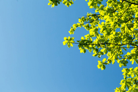 橡树叶在天空中被太阳照亮。 春夏背景。 自然的春天背景。