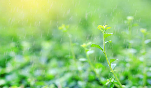 清新的绿树顶叶在模糊的背景下，在夏天的花园里，下雨和阳光。