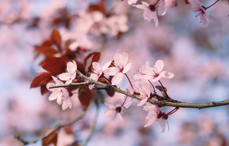 开花的樱桃枝。 你好，春天。