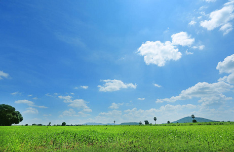 美丽的云在蓝天上的绿色田野和树木。 景观夏季场景背景。