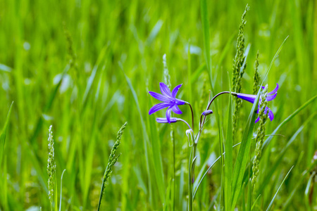 绿色草地背景上的蓝色野花。 春夏背景。