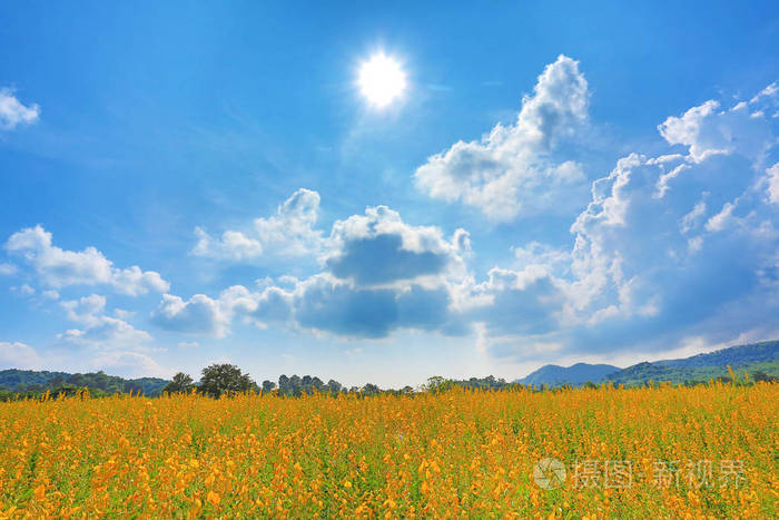 晴天有山的美丽的黄花太阳场风景背景