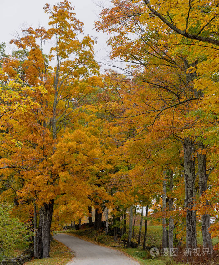 道路蜿蜒穿过树木完全属于佛蒙特州的秋天
