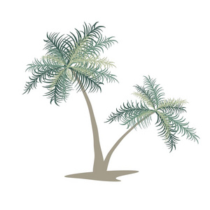 两棵棕榈树。 孤立矢量图像。 EPS10