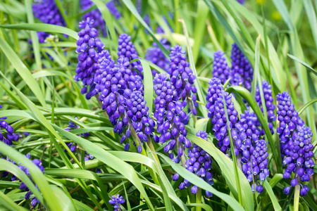 绿色草地背景上的蓝色野花。 春夏背景。 自然的春天背景。