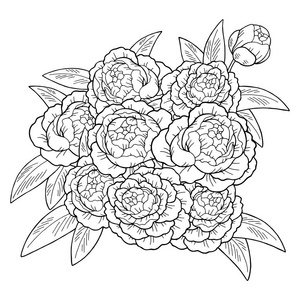 牡丹花图形素描黑白隔离花束背景插图照片
