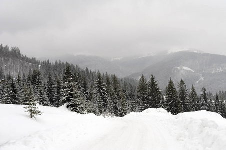 有许多白雪覆盖的树木的冬季景观