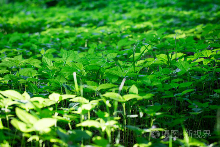 绿色的草质地。 春夏背景。 设计元素。 社交网络的背景。 自然的春天背景。