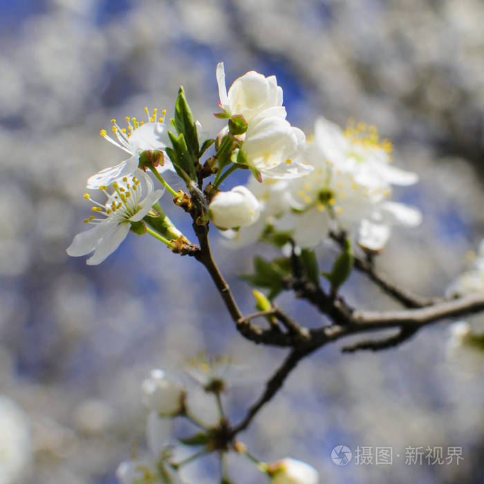 微信头像春天的树开花图片