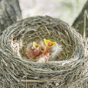 初出茅庐的雏鸟唱画眉,坐在巢生活的巢里,雏鸟在野外. 窝在树上.照片