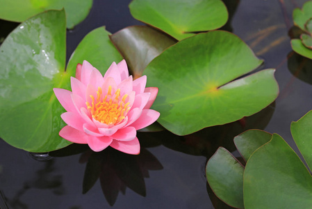 池塘里美丽的粉红色莲花，关闭了睡莲和大自然中的叶子。