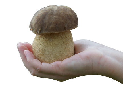 一个女人的手掌上有一个大而美丽的水果体，可食用的蘑菇小髻子