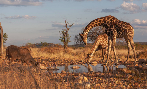 热带草原上的长颈鹿.野生动物图片.非洲照片