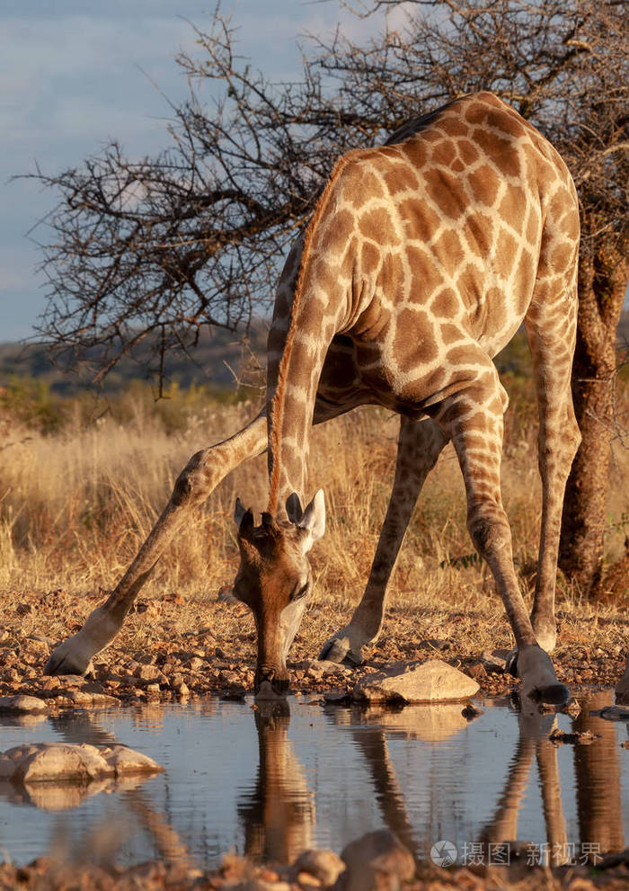 长颈鹿在喝水.野生动物图片.