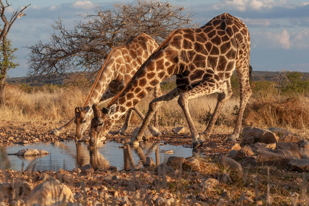 热带草原上的长颈鹿。野生动物图片。非洲