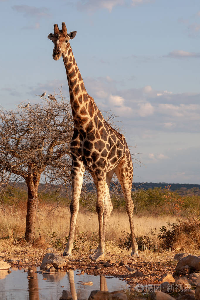热带草原的长颈鹿野生动物图片非洲