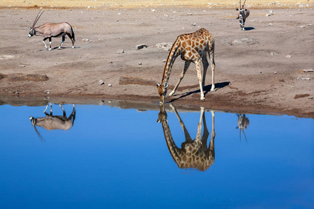 鹿喝水低头长颈鹿在喝水. 野生动物图片.照片