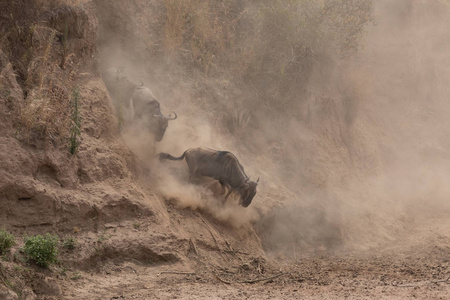 巨大的野生动物迁徙。 野生动物图片。 非洲