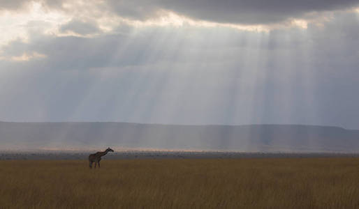 热带草原上的长颈鹿。 野生动物图片。 非洲