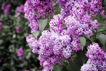 丁香树枝美丽的紫色. 模糊的背景从后面. 春天的绿色背景.