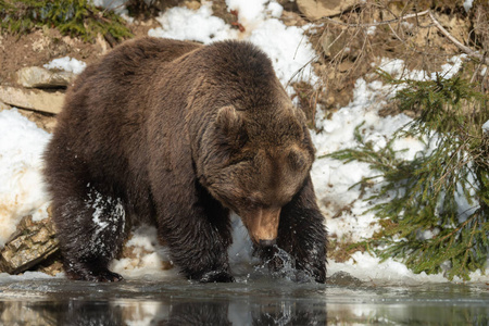 冬天森林里的野生大棕熊