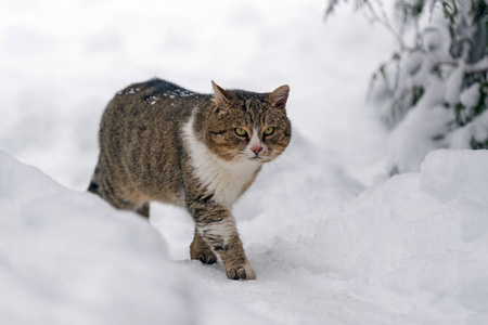 冬天在大雪中，可爱的猫在户外散步