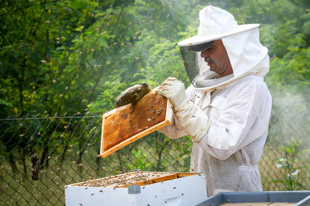 养蜂人控制蜂群和蜜蜂的保护性制服照片