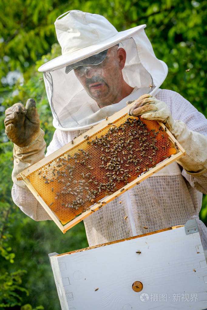 养蜂人控制蜂群和蜜蜂的保护性制服