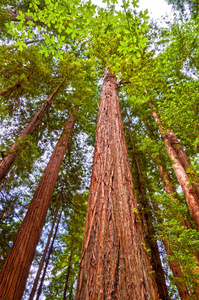 加利福尼亚北部红杉国家森林中高大的巨大红杉树