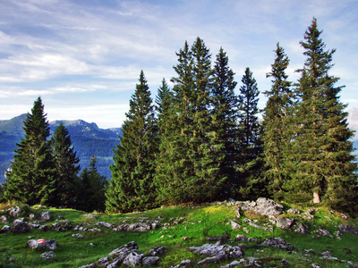 瑞士圣加伦州丘尔弗林登山脉下高原上的常绿乔木