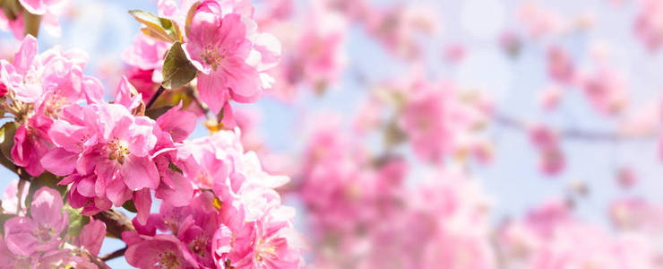 苹果树的开花。 盛开的花朵的春天背景。 白色和粉红色的花。 美丽的自然景象，有一棵开花的树。 春天的花。 美丽的花园。 抽象模糊