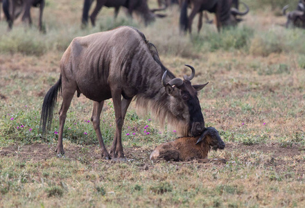 野生动物图片。 新出生的幼崽和母牛