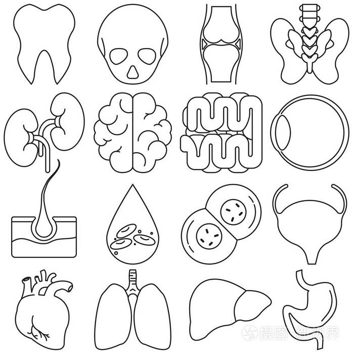 人体器官图标的线条矢量样式