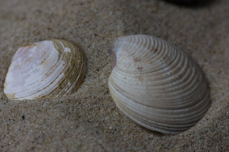 不同种类的蛤蜊大小形状不同. 大西洋贝壳孤立在白色背景上.