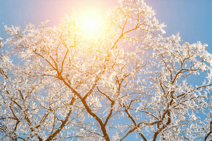 在阳光下被雪覆盖的冰湖岸边有令人惊叹的雪树. 美妙的冬天场景.