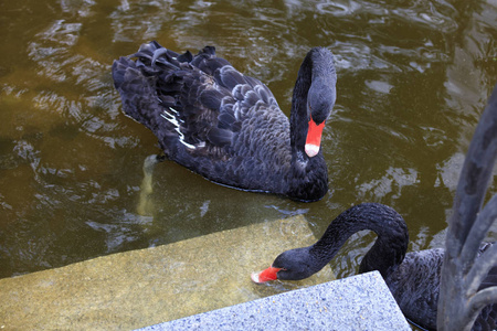 两只美丽的黑色天鹅，带着蓝色的羽毛，漂浮在森林湖的边缘，吃着留给他们的麦粒。