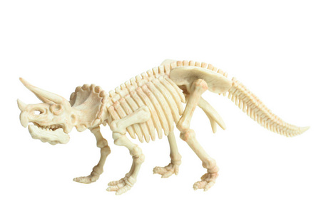 三角龙恐龙骨架隔离在白色上. 概念侏罗纪科学古生物学. 侧视.照片