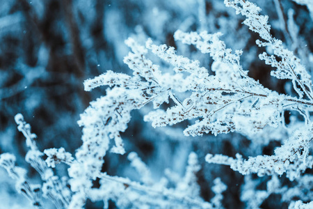 白天雪中的树枝。