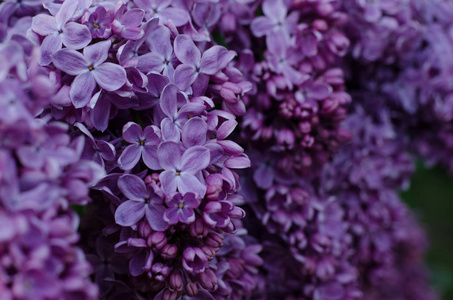 明亮的紫罗兰色丁香花的特写图片