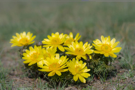 s eye, is a perennial flowering plant in steppe.